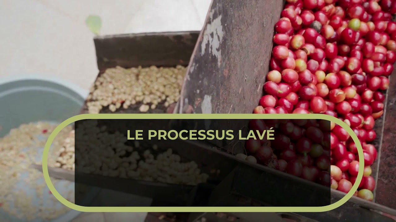 Différents procesus de séchage - Café