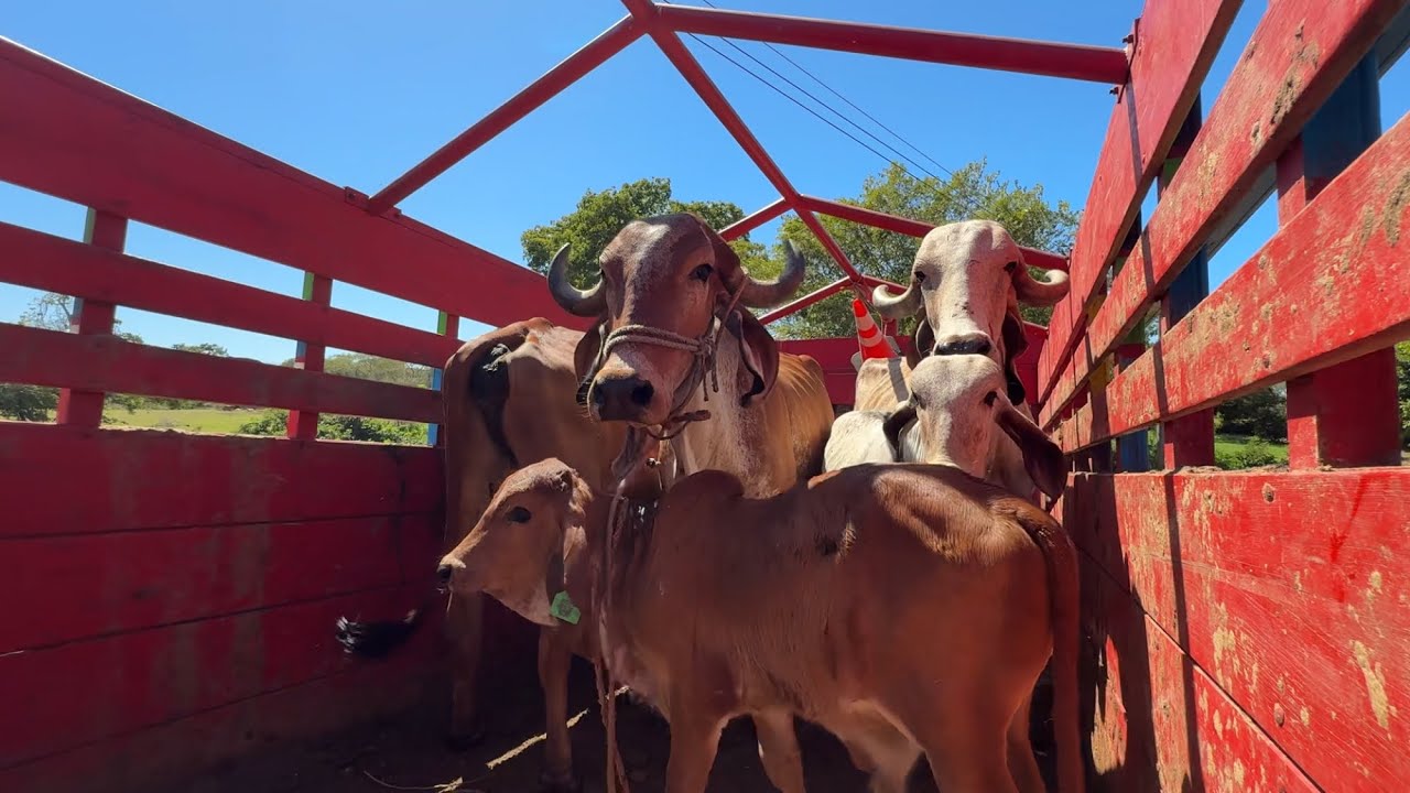Cargamos las vacas gyr al camion que llevaremos para costa azul 
