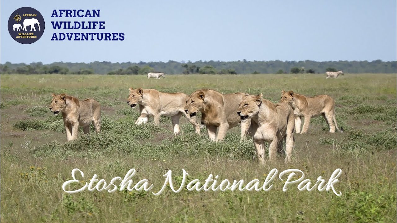 Etosha National Park Safari, Namibia