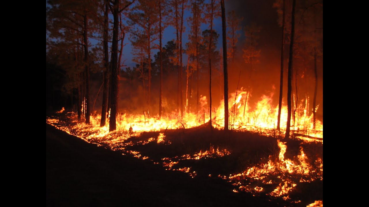Many Years, Many Fires: Fire behavior and fire effects at the Zuni Pine Barrens