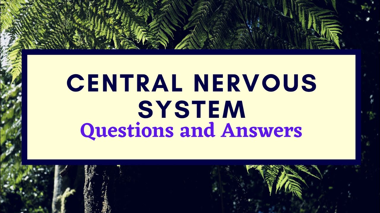 Central Nervous System Questions and Answers