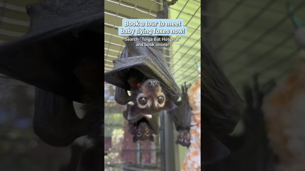 It's a black #flyingfox pup with smoothie eyebrows! #bat #animal #wildlife