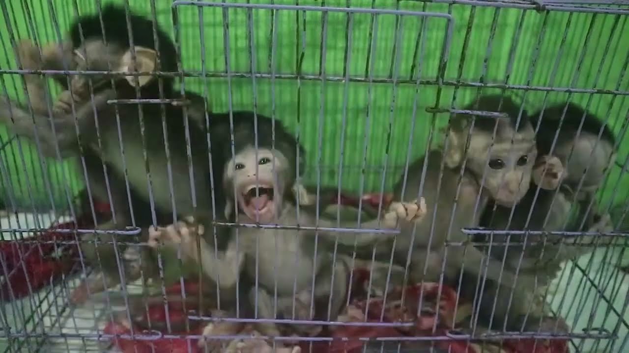 Baby monkey Rescued from illegal trade/ waiting new home 😇