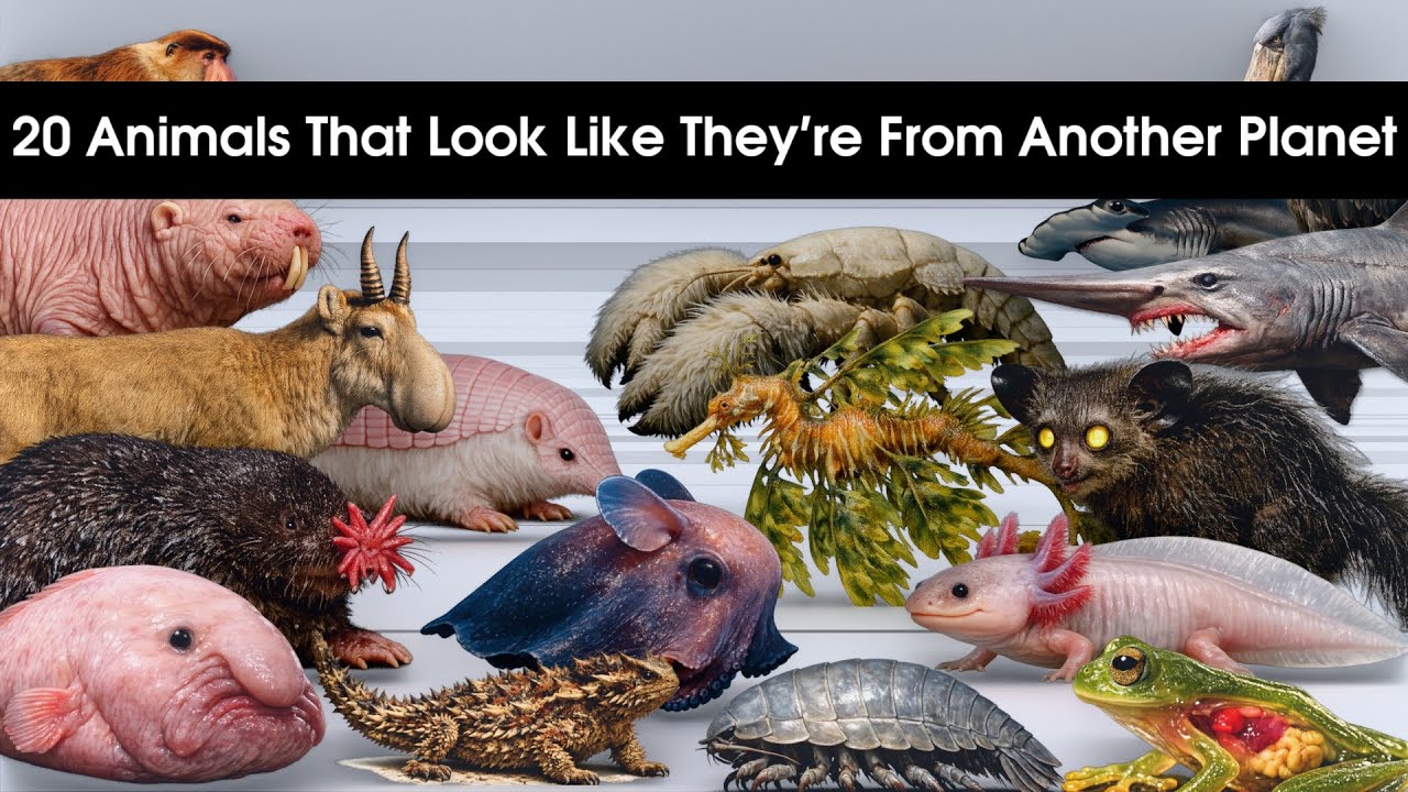 20 Animals That Look Like They’re From Another Planet