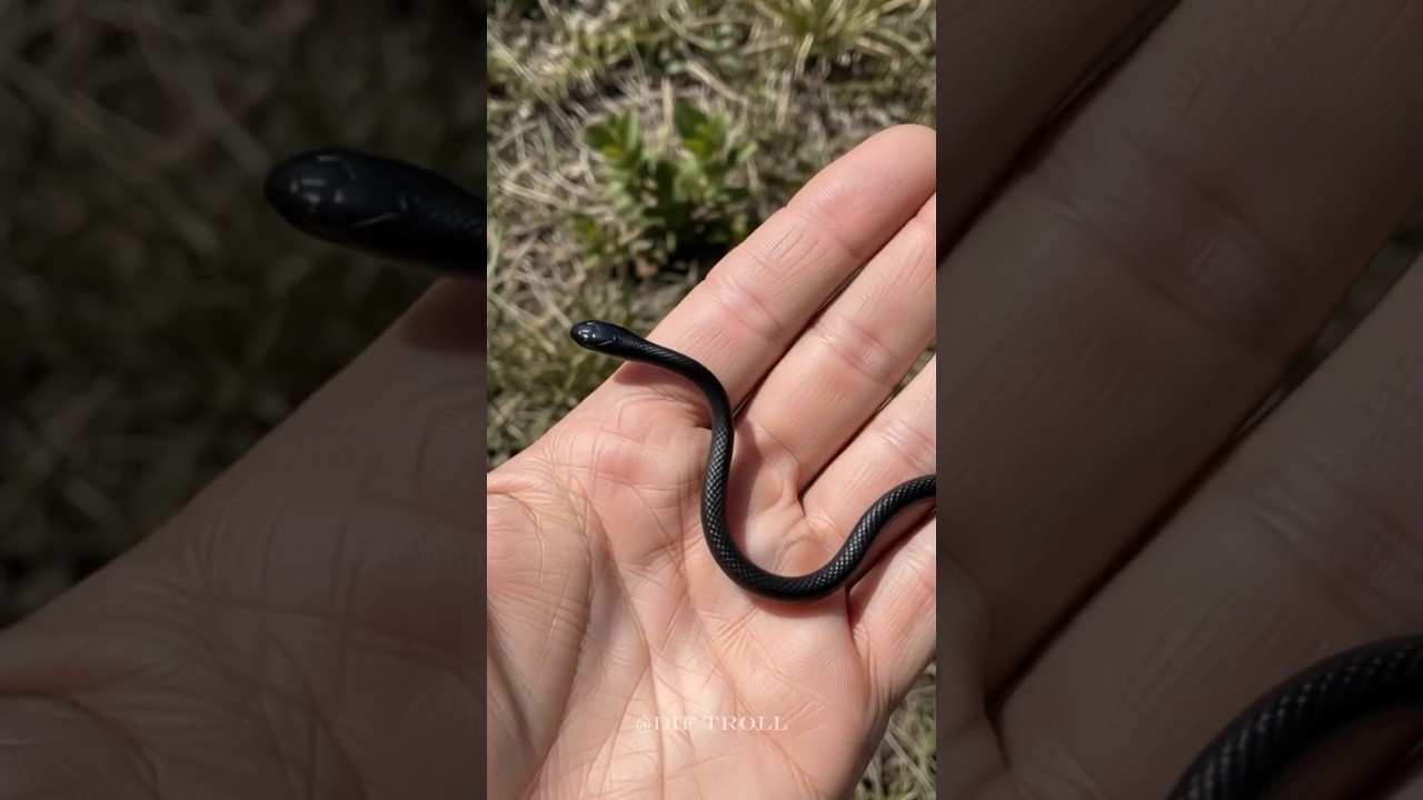 Small to Big Animal Transformations!💀