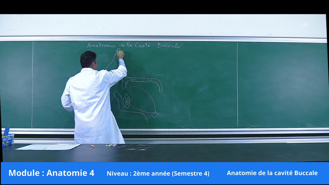 2ème_année_Médecine Anatomie de la Cavité Buccale // 2019-2020