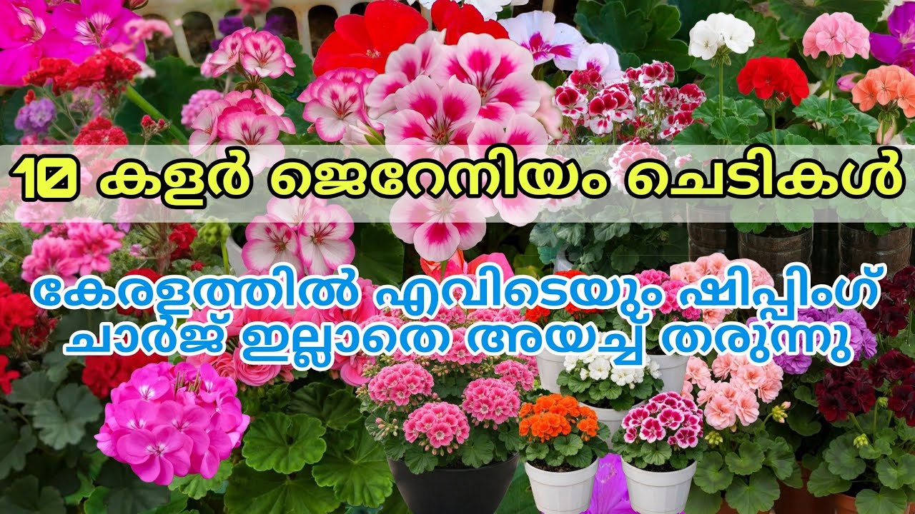 🌺😍🔥 കോമ്പോ ഓഫറിൽ 10 കളർ ജെറേനിയം ചെടികൾ കേരളത്തിൽ എവിടെയും ഷിപ്പിംഗ് ചാർജ് ഇല്ലാതെ വാങ്ങാം #reels