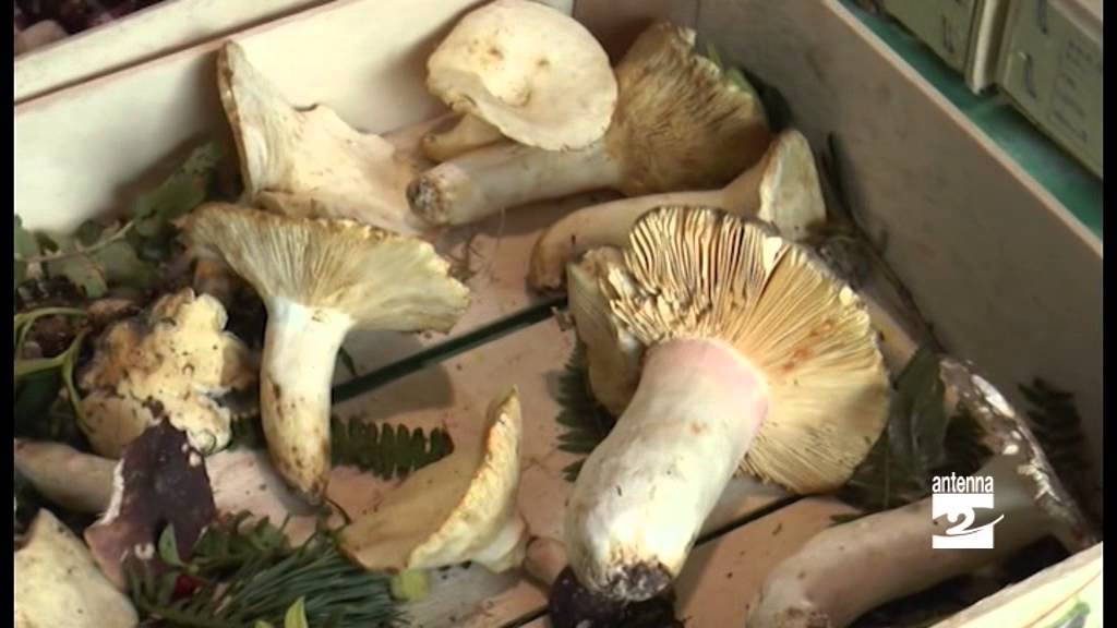 Sei nato in Val di Scalve? I funghi sono gratis
