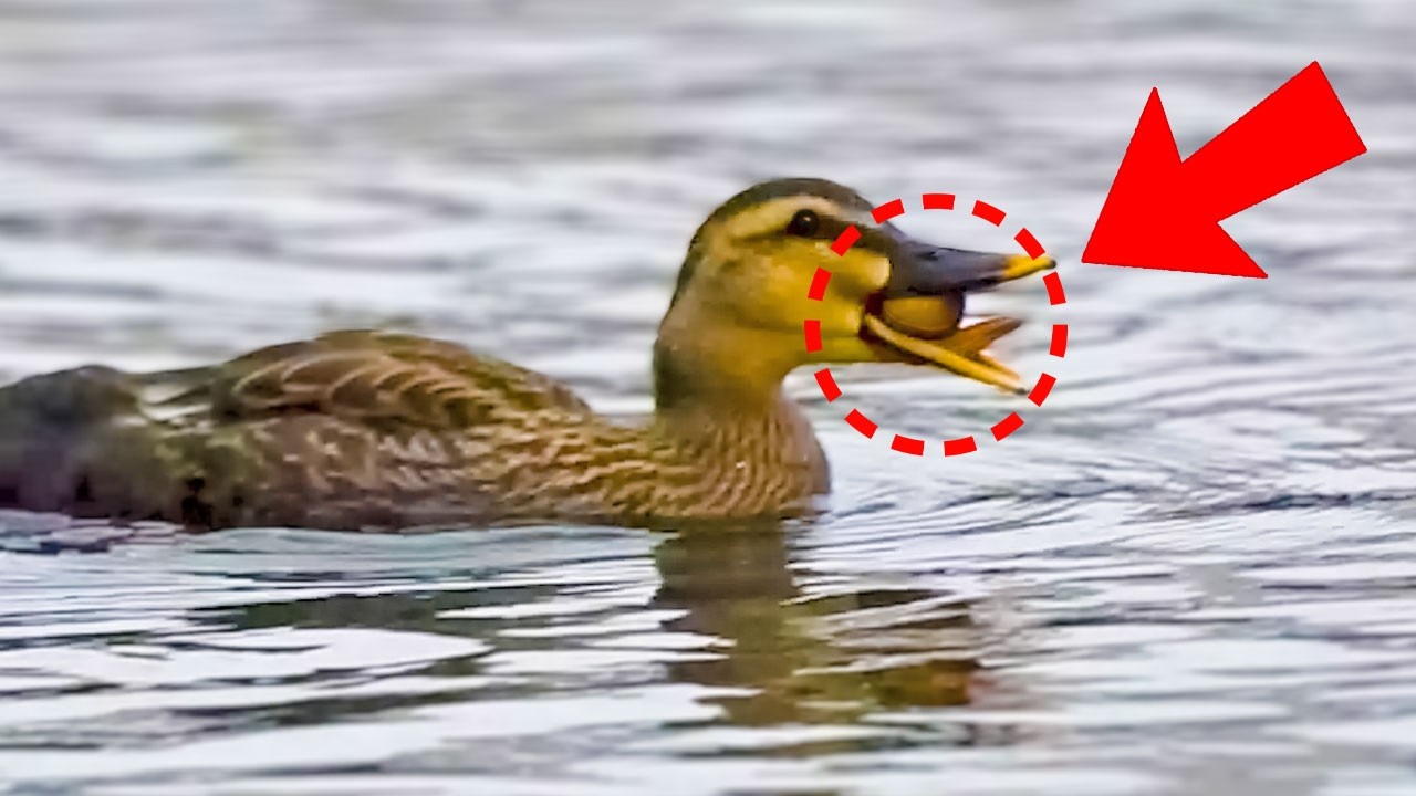 カモ親子0703E【見捨てられたヒナ】全滅か…雛が居ない母カモ。食べられる!?大きな実。引っ越し拒否。【野鳥撮影】