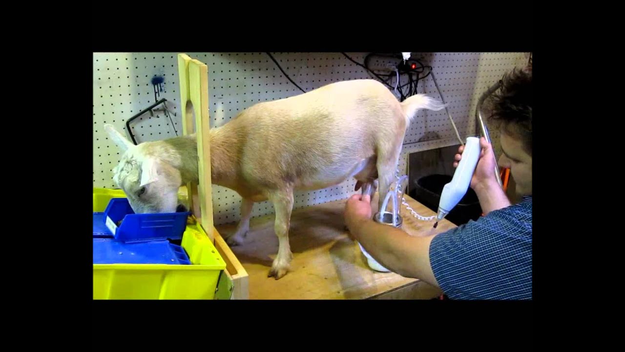 Milking a Goat with a Vacuum Sealer