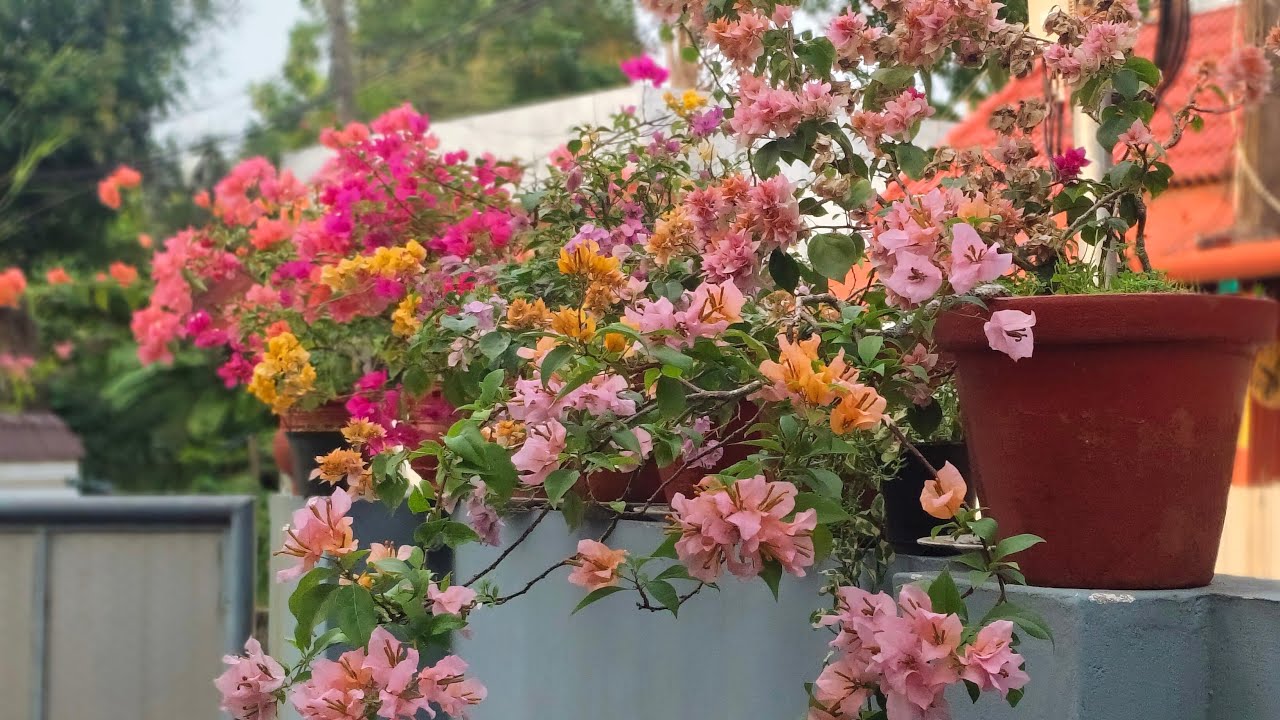 hi all ❤️🩷💜💙💚💛🤍