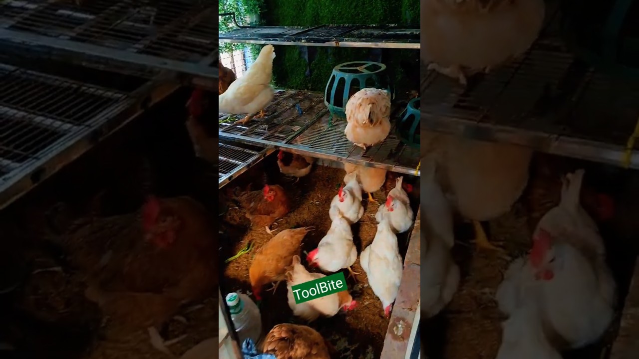 My Chicken Coop Upgrade – Better Space, Better Feeding
