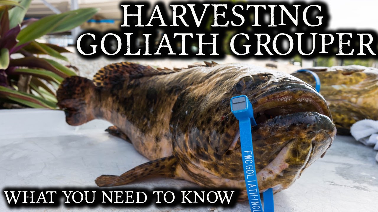 Harvesting GOLIATH GROUPER in Key Largo