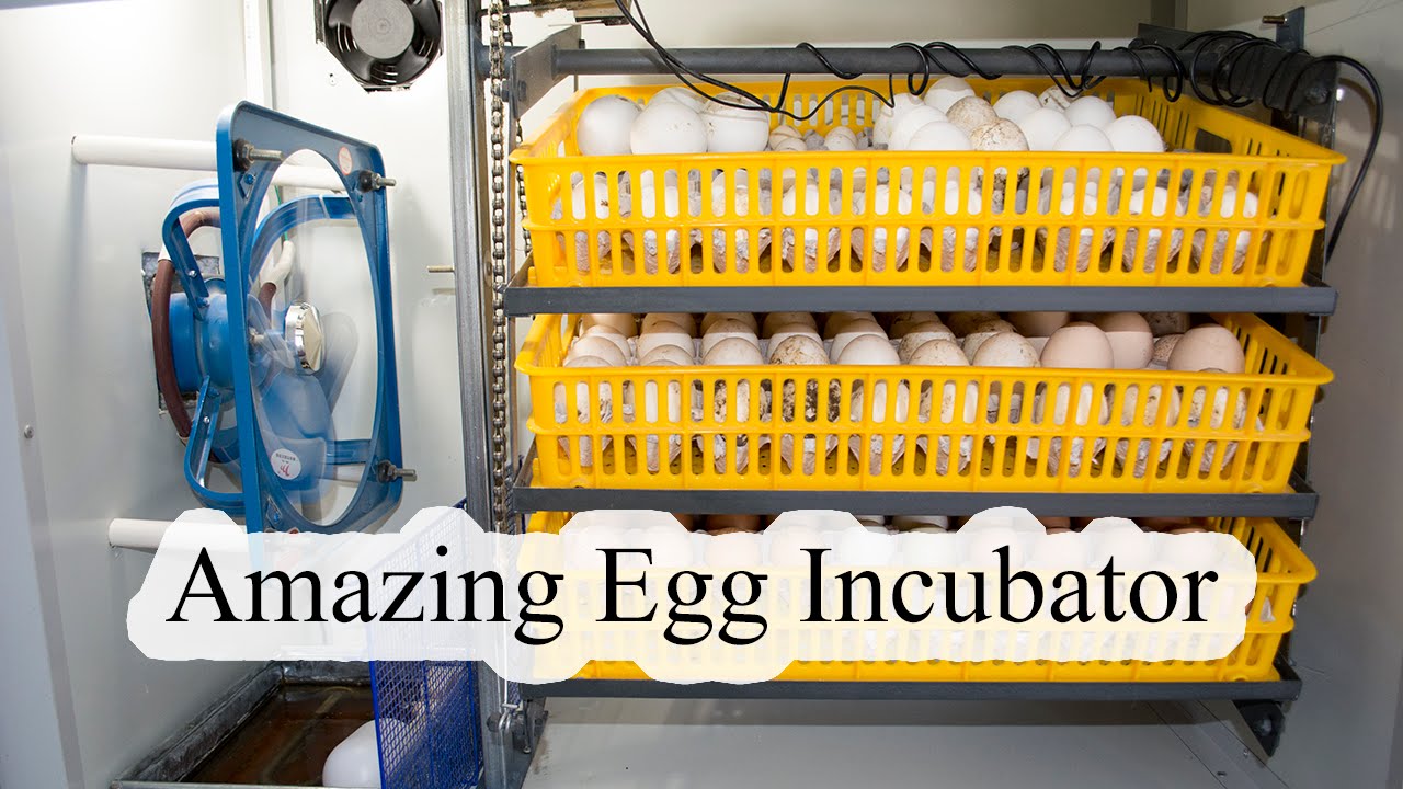 Egg Incubator Review and Operation
