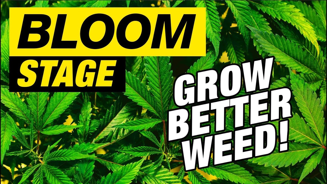 GROWING CANNABIS - THE FLOWERING STAGE