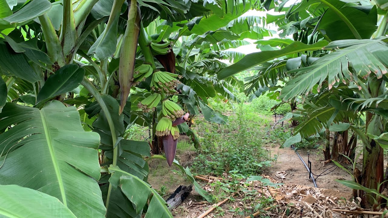 BANANA NANICA EM FASE DE CACHEAMENTO 