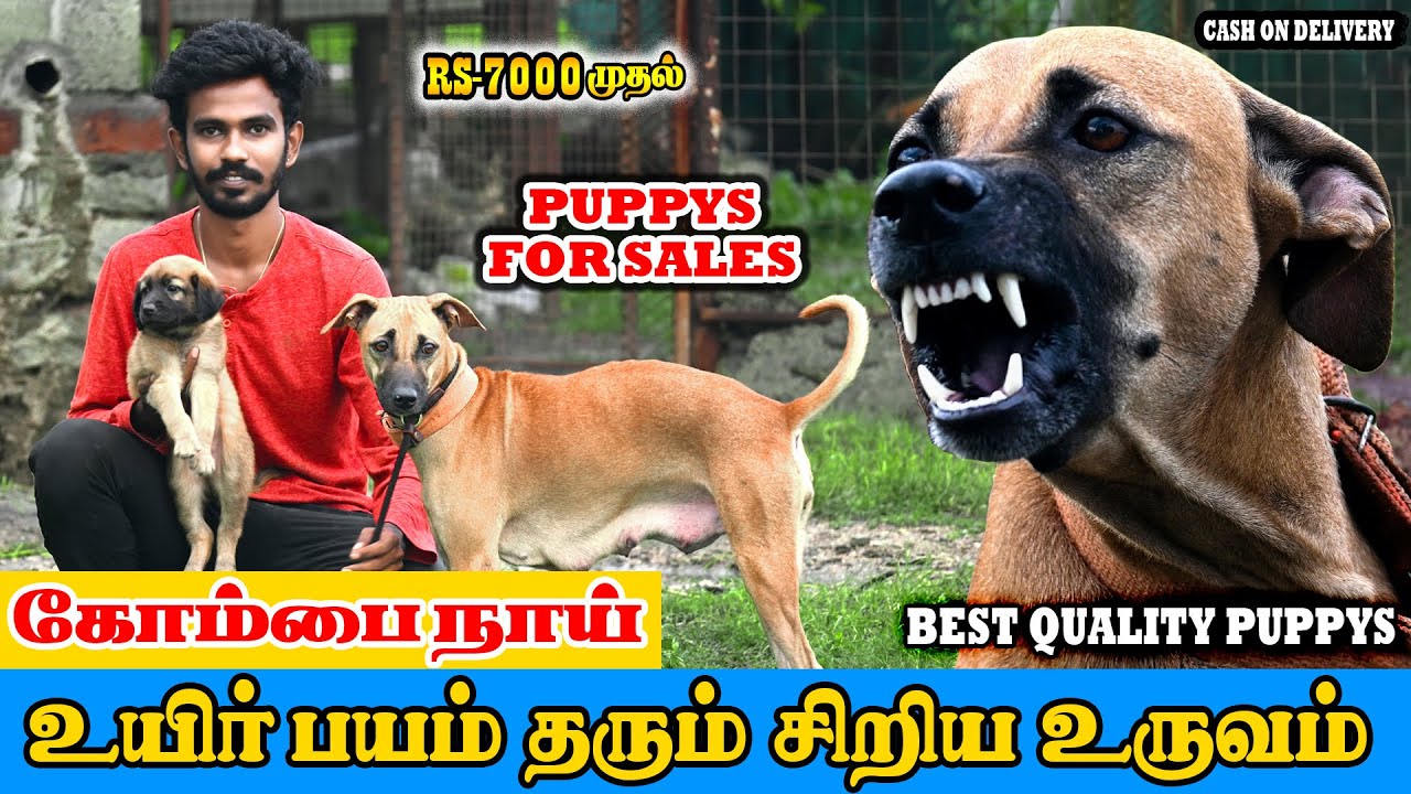 உயிர் பயத்தை காட்டும் கோம்பை நாய்கள்..! |SARA NATIVE DOG KENNEL | RAJAPALAYAM