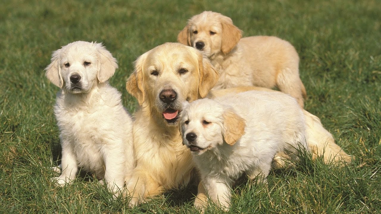 10 Things You Didn't Know About Golden Retrievers - What Are the Most Common Health Issues?