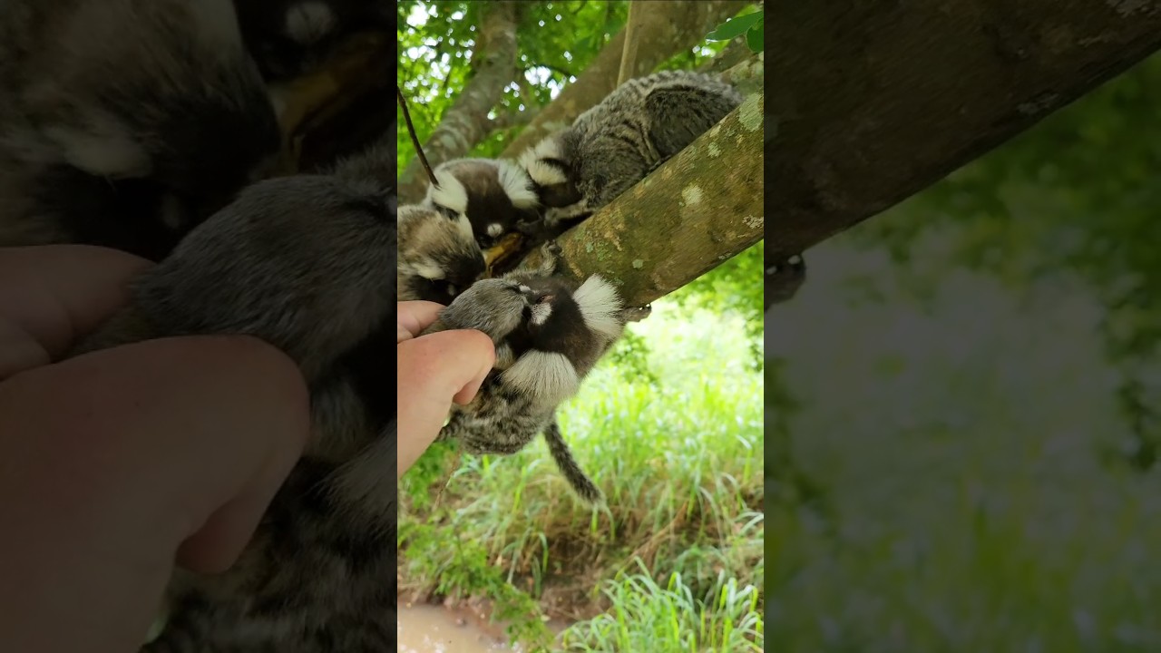 S&oacute; nasceu um filhote de sagui.