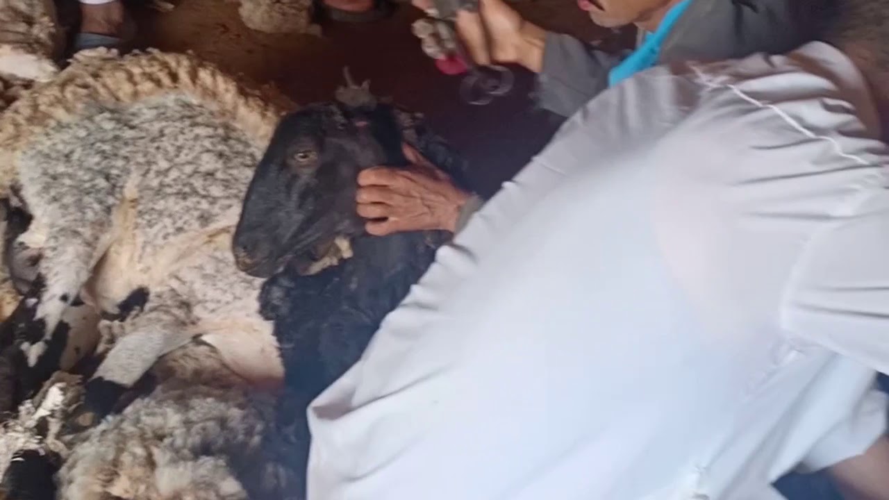 موسم زج الغنم عند عائلة عمورات منطقة تملاكت بريدة