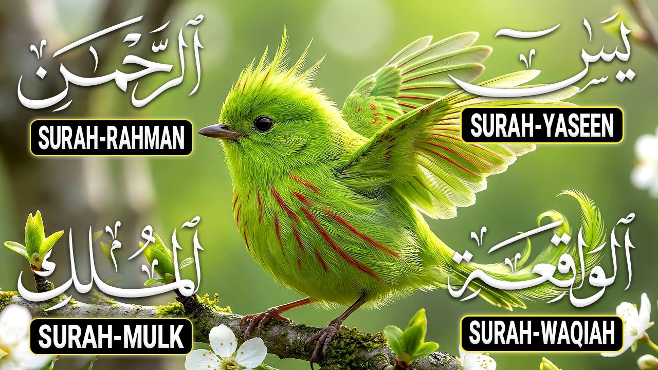 Heart Touching Quran Recitation That Moves The Soul | Surah Yasin Ar-Rahman Al-Waqiah Al-Mulk - Ep36