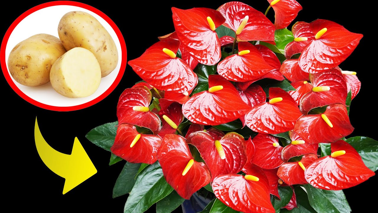 With 1 Potato, The Anthurium Will Revive And Bloom Profusely