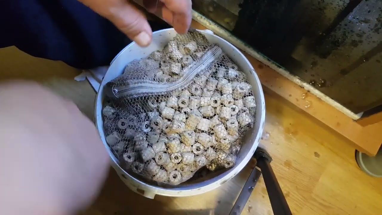 Akwarium rzeźnia Restart szamba