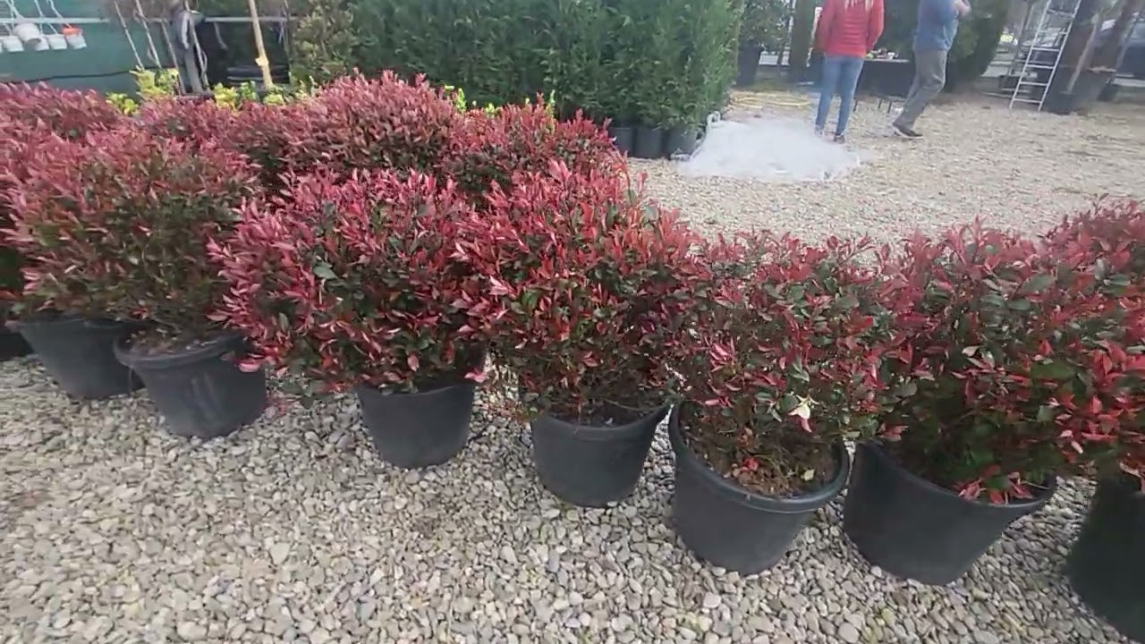 Photinia roșu - gard viu, amenajare gradini, creare site cu platforma web www.BRYO.com