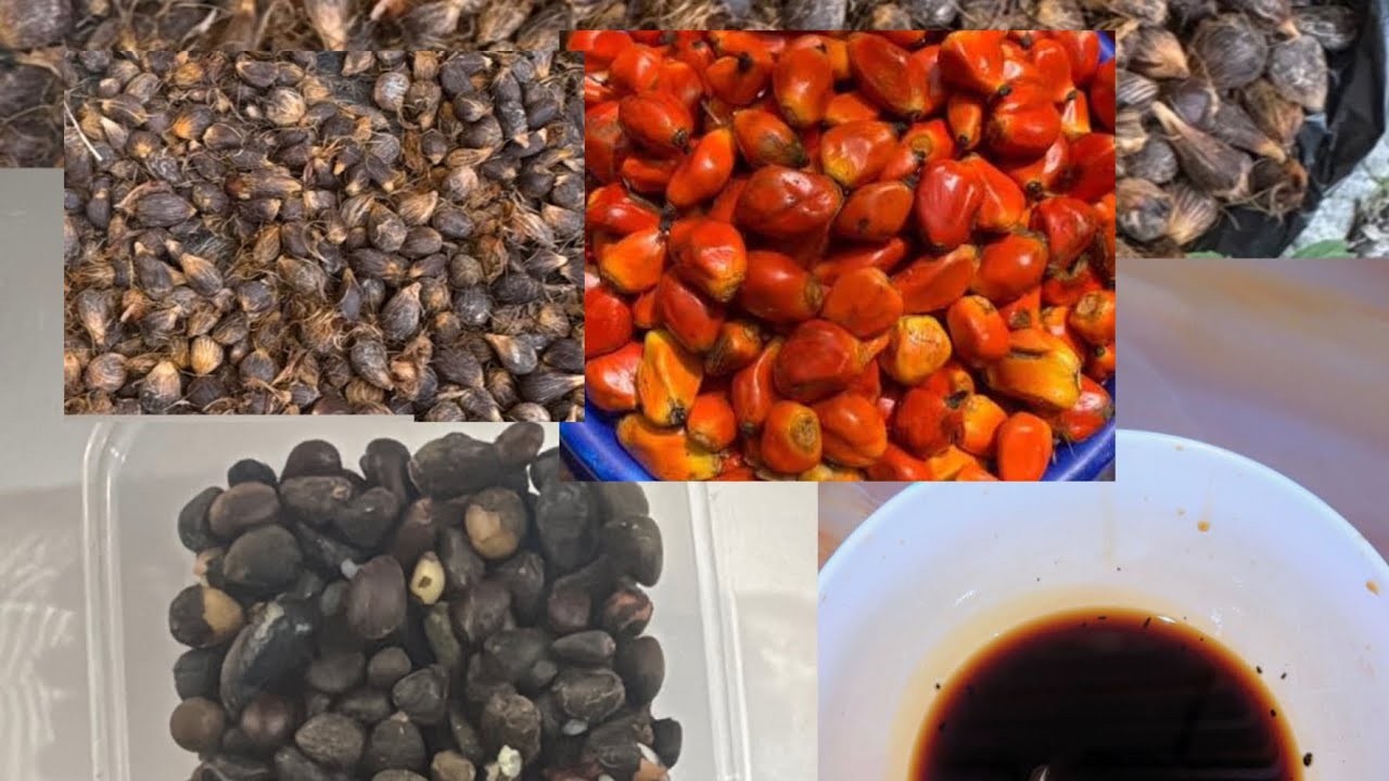 Easy way to make palm kernel oil ( Ude aki or Adin dudu or Main Alaidi #palm #goviral #nursingmom 