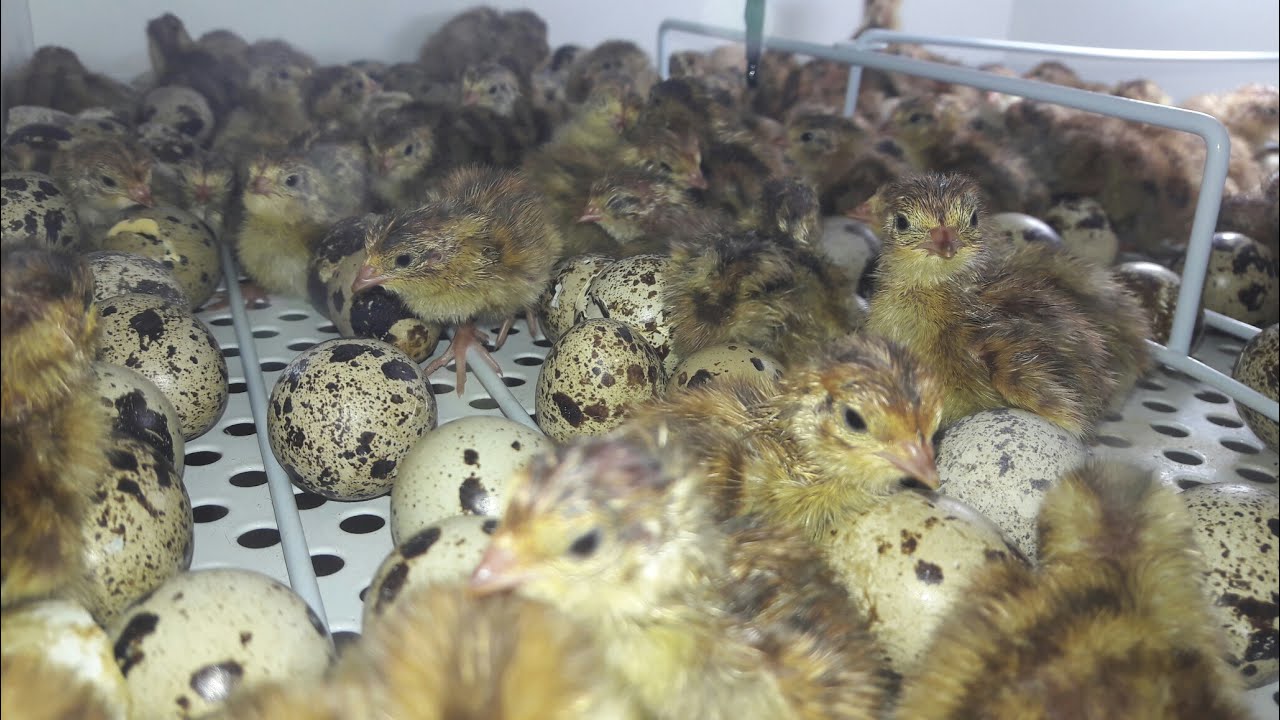 O NASCIMENTO DOS PINTINHOS DE CODORNAS COTURNIX JAPONICA  09/07/2017