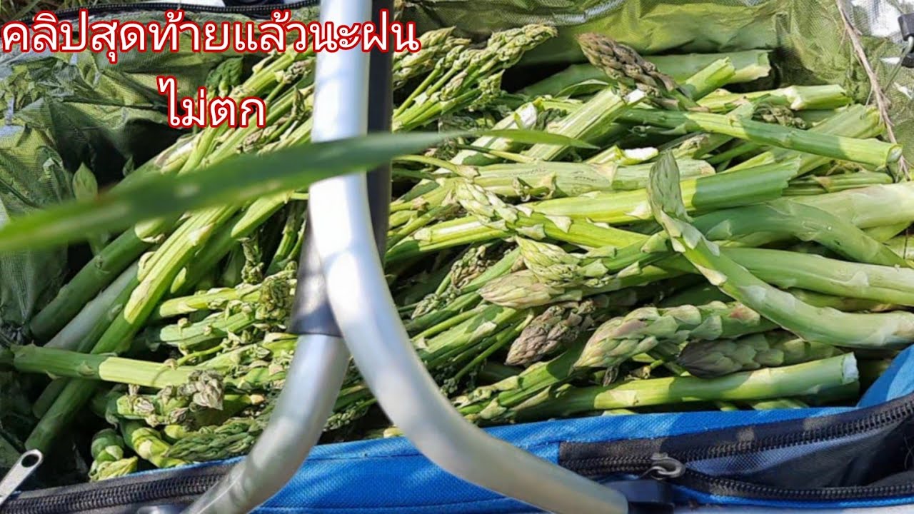 Asparagus/เก็บหน่อไม้ฝรั่งคลิปสุดท้ายของปี😭#เมียฝรั่งคนแปดริ้ว in German