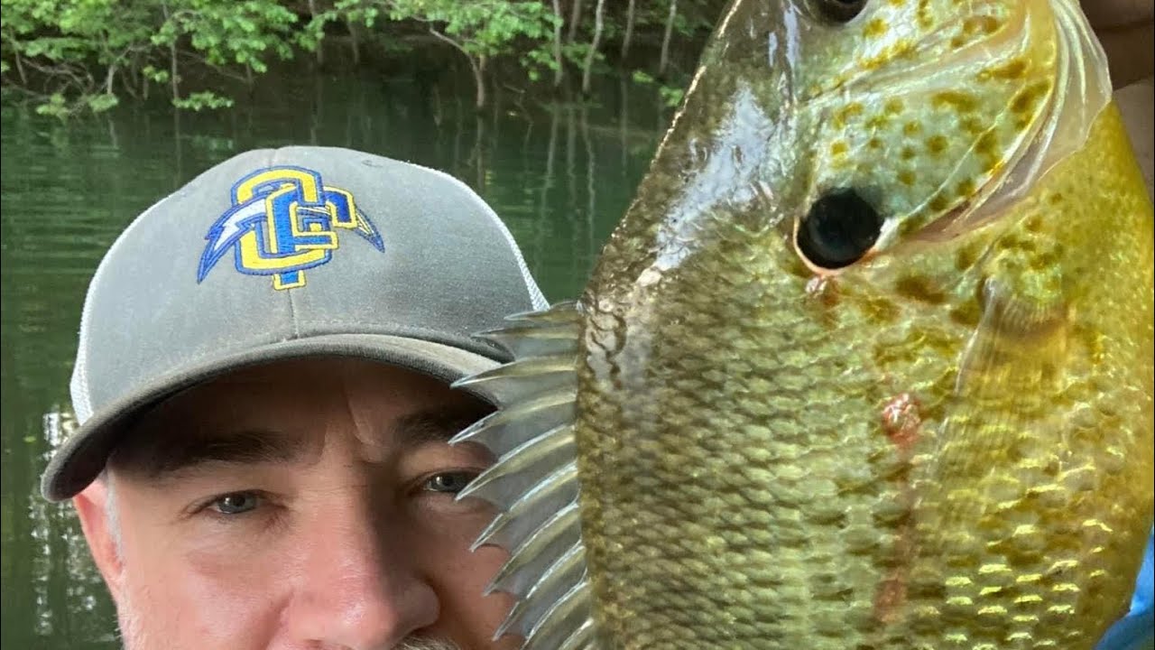 Shell cracker spawn April 2023 Clarks hill lake-The Redneck Outdoors