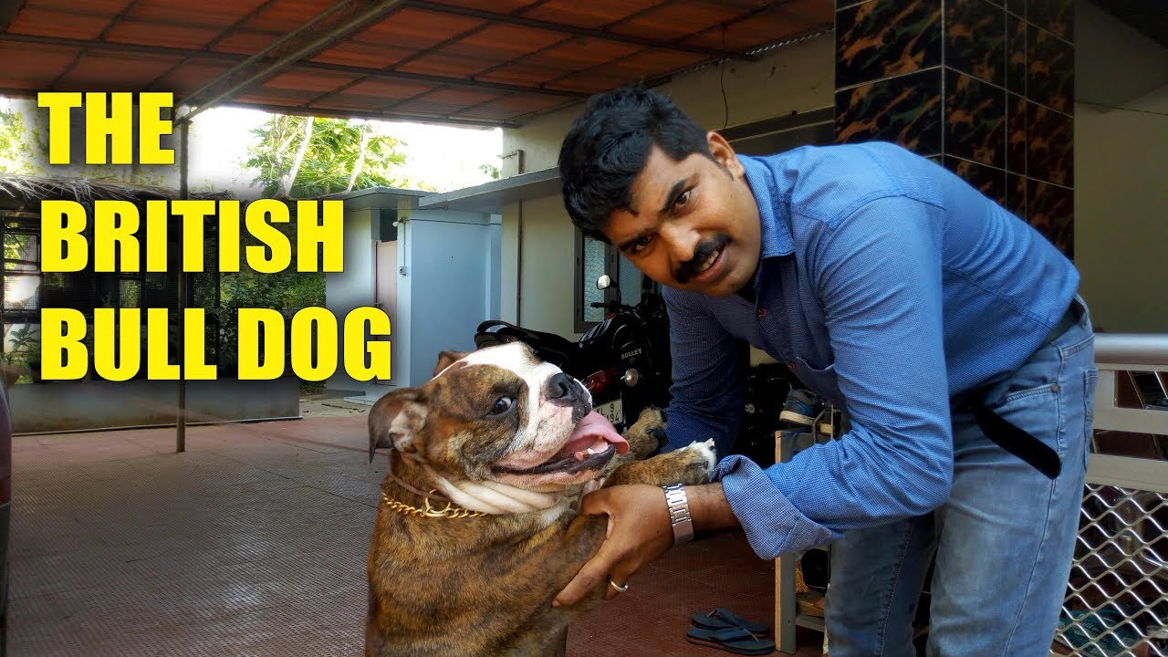British bull dog I dog farming kerala I Bull dog
