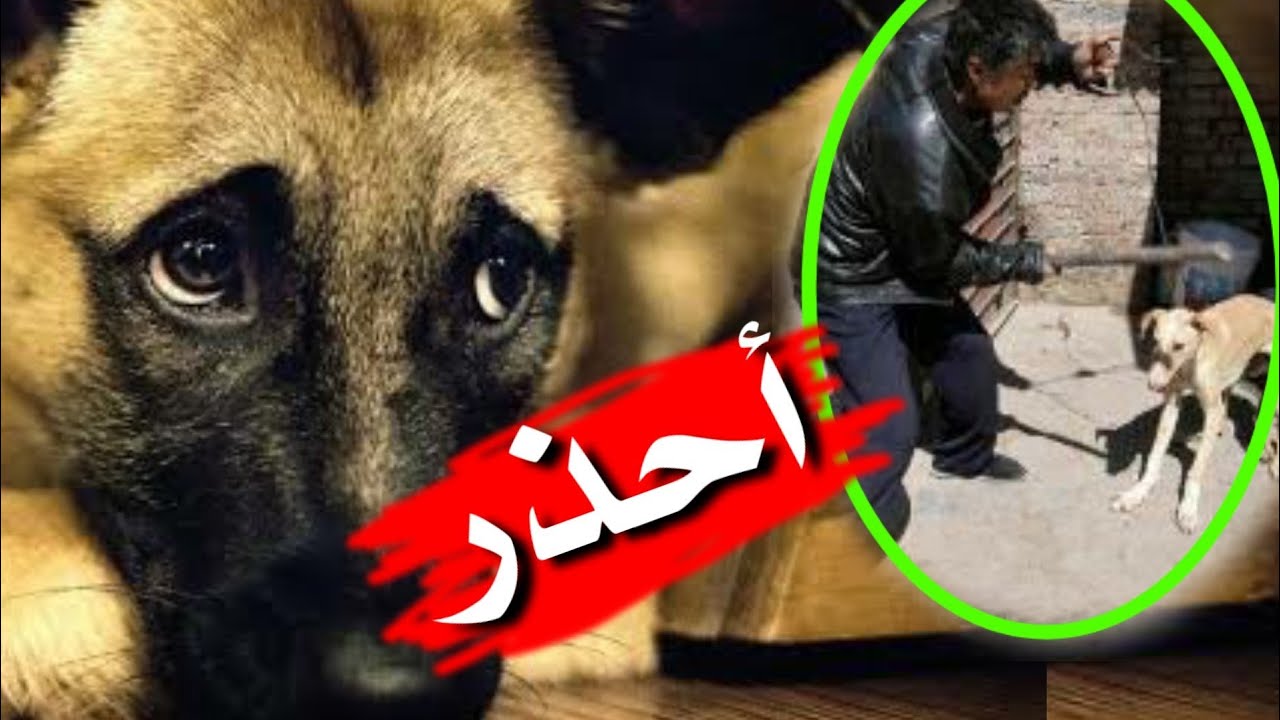احذر 10 اخطاء اذا فعلت واحد منها الكلب يصبح خواف ( جبان ) غير متوقعة