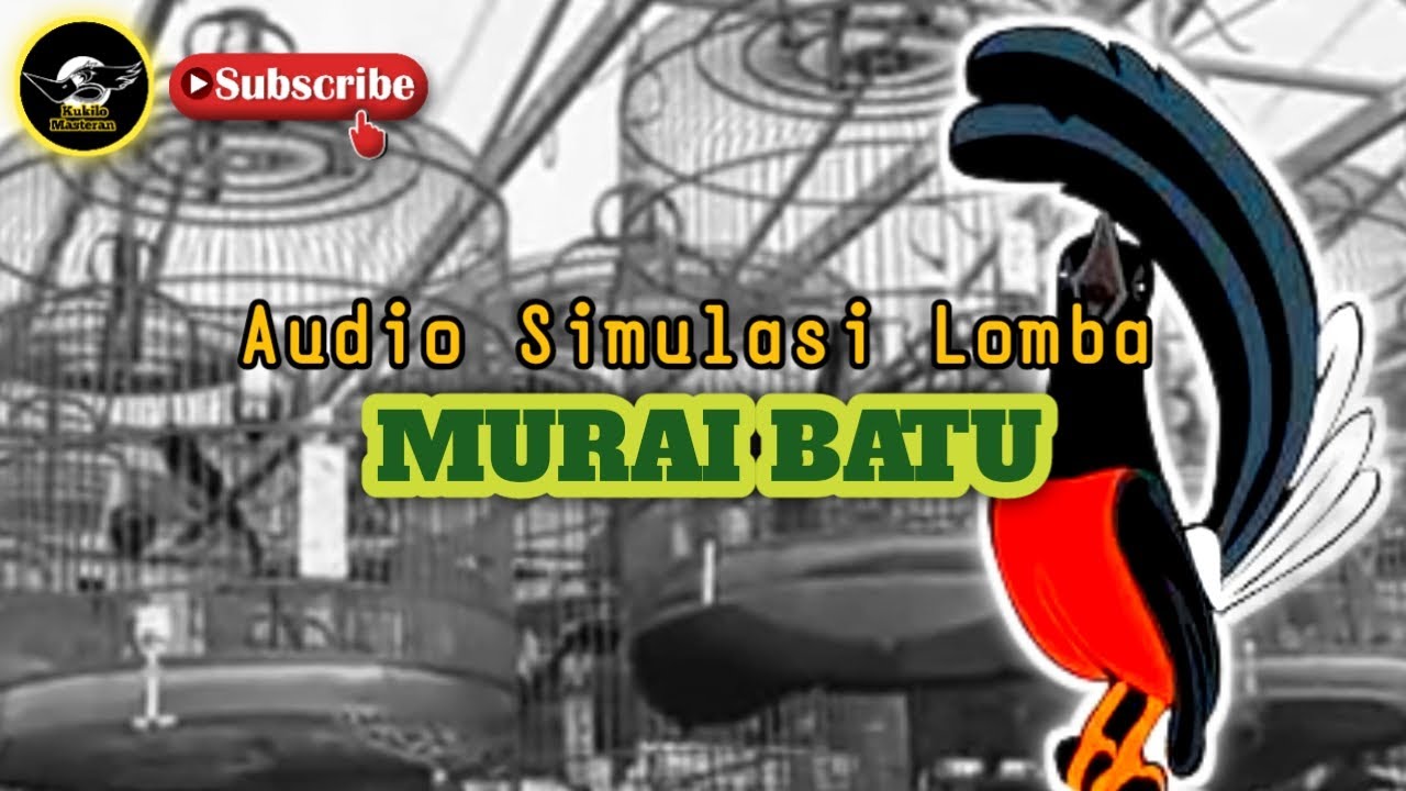 AUDIO SIMULASI LOMBA MURAI BATU | Siapkan mental Gacoanmu sebelum ke arena gantangan lomba.. ‼️