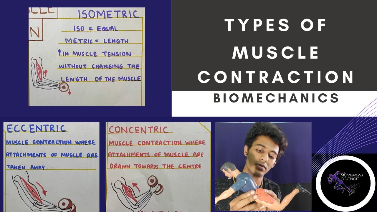 TYPES OF MUSCLE CONTRACTION  (Biomechanics Core concepts)Physiotherapy Tutorials
