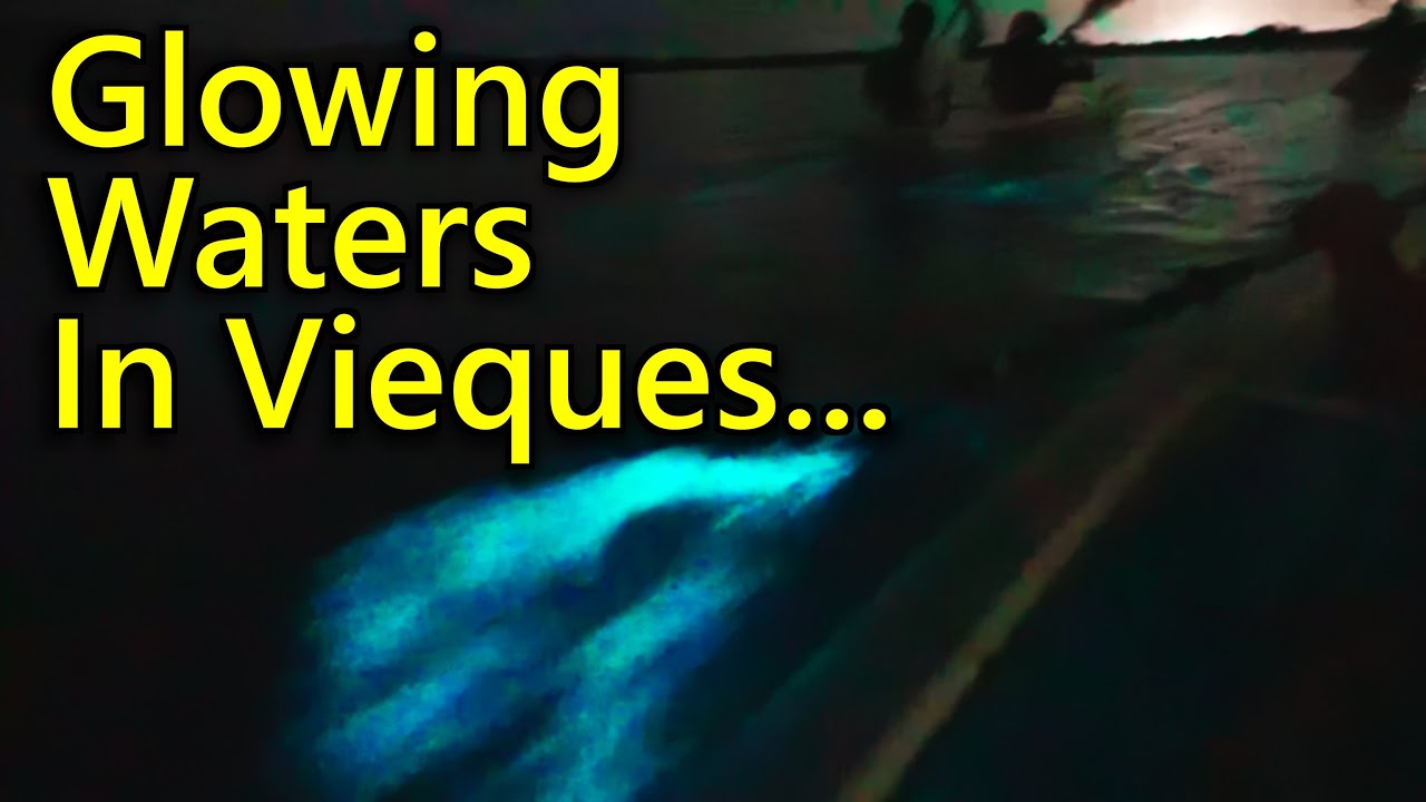 We Visit the Brightest Bioluminescent Bay!