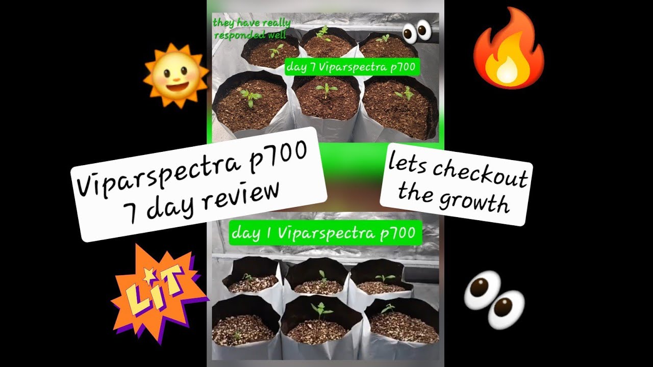 VIPARSPECTRA P700 7-day review, let's see how well it's performing ✌️ and Growers ❤️ #review #light 