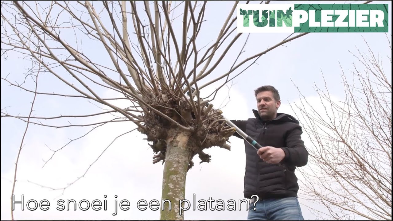Hoe snoei je een plataan | TUINPLEZIER