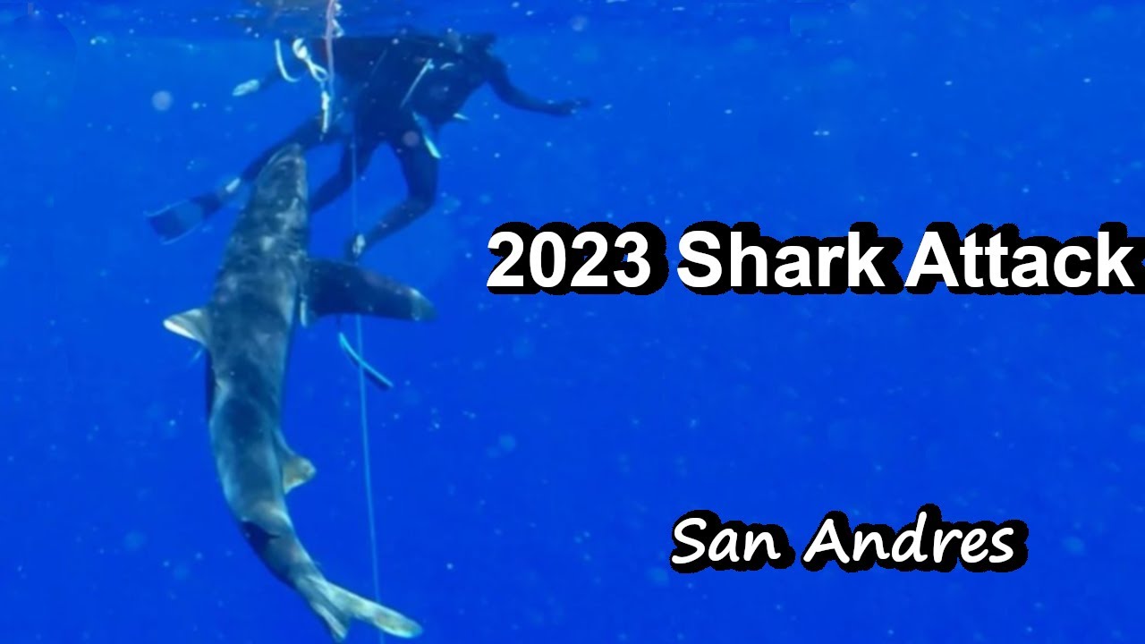 Нападение длиннокрылой акулы (Longimanus) в 2023 году. Фридайвер борется с акулой.
