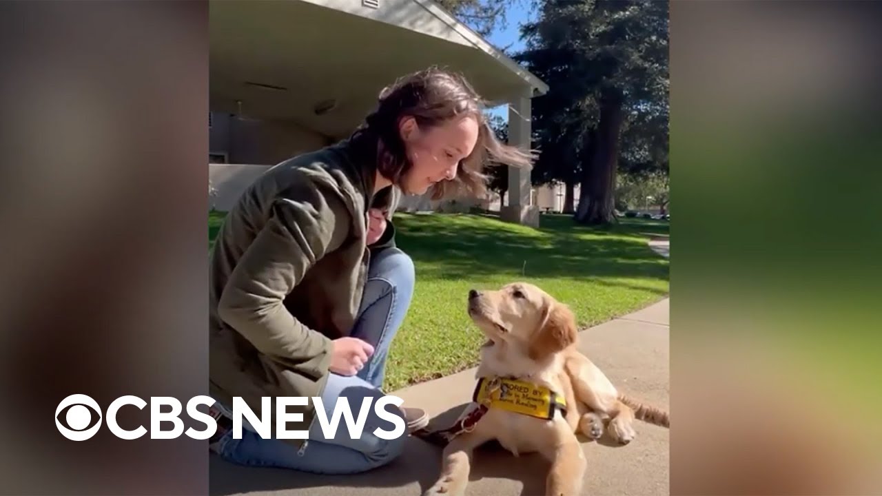 Guide dog trainee shows off discipline