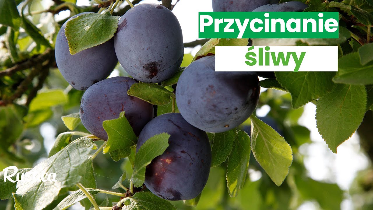 Przycinanie śliwy