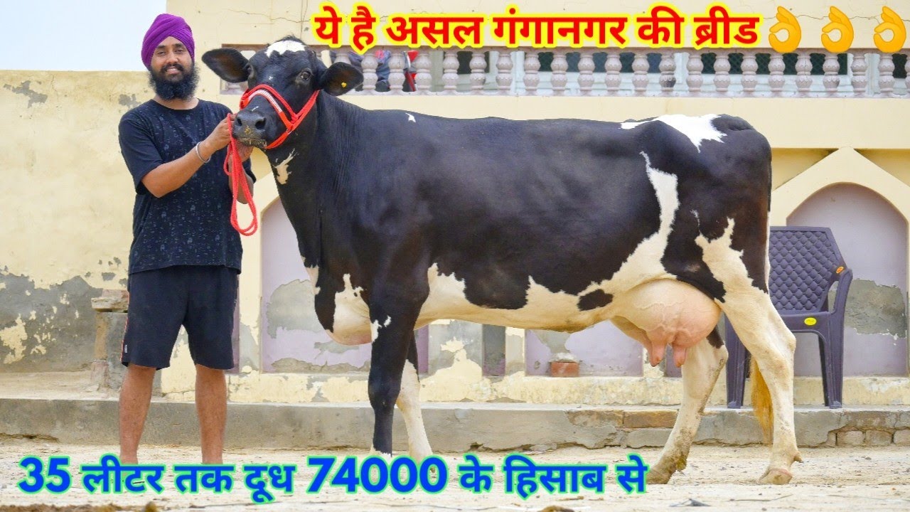 35 लीटर तक दूध वाली 10 गाय!! 50000 से दाम शुरू। Top Cows for sale at Gill Dairy Farm Sri Ganganagar