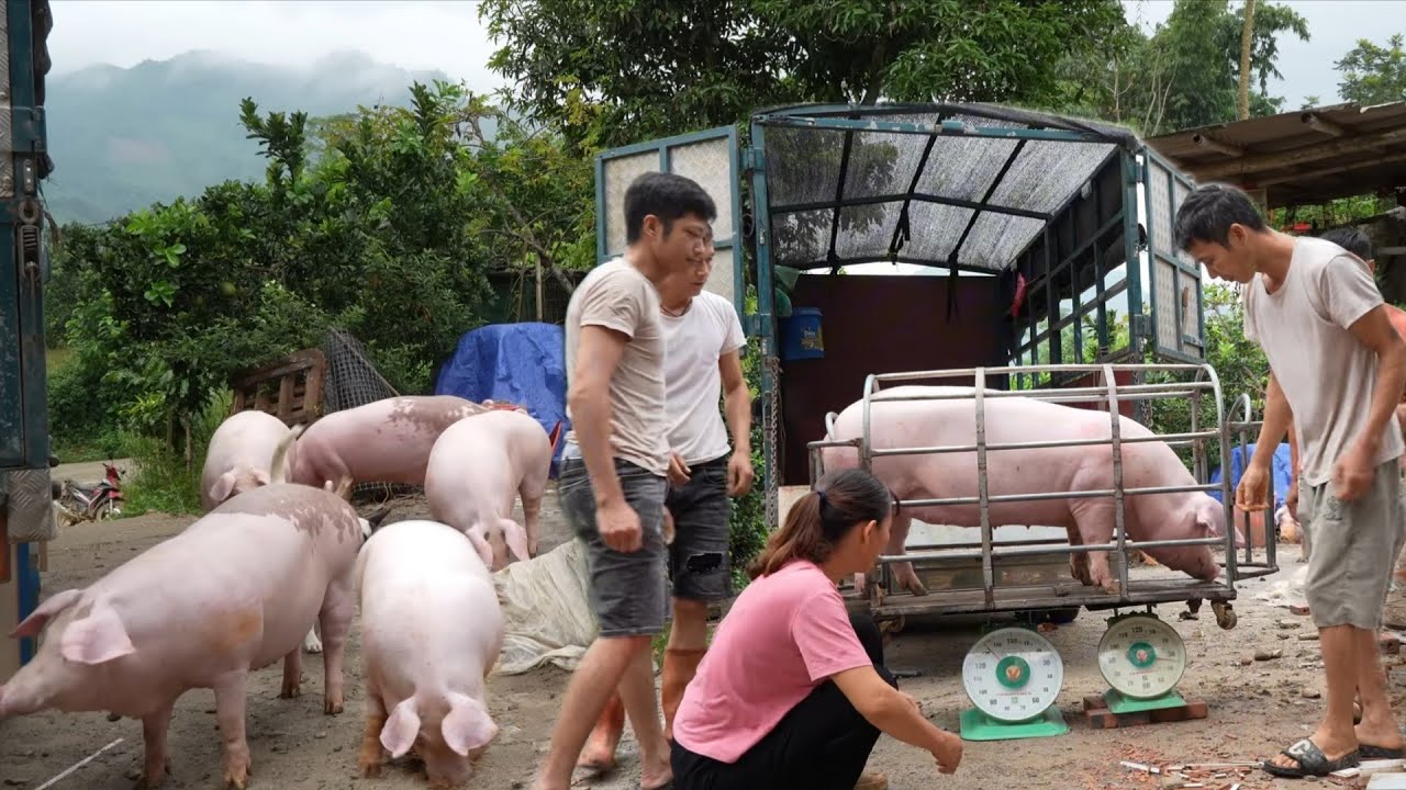 Selling 5 giant fat pigs, had to use 2 scales to weigh the pigs   ( Ep 385 )