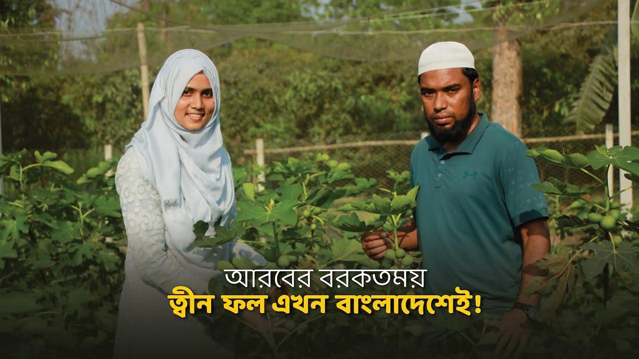 পবিত্র কুরআনে বর্ণিত বরকতময় ত্বীন ফল চাষ হচ্ছে বাংলাদেশেই । Umma Kulsum Popi