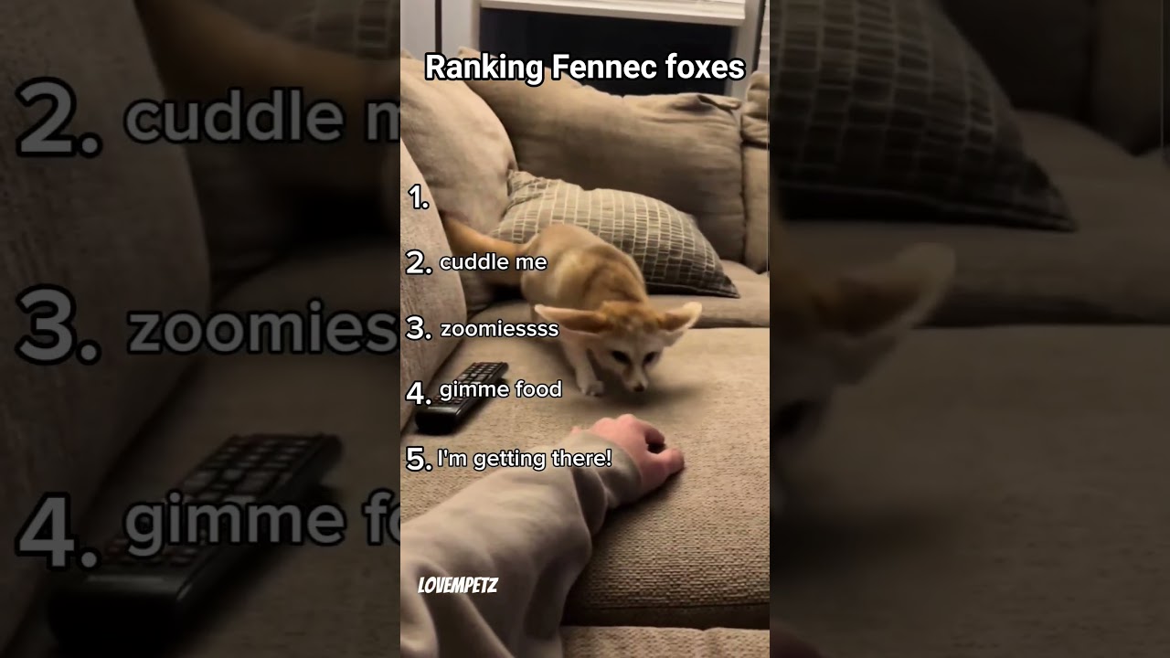 now I want to have one😍 #funny #cute #fennec #fox