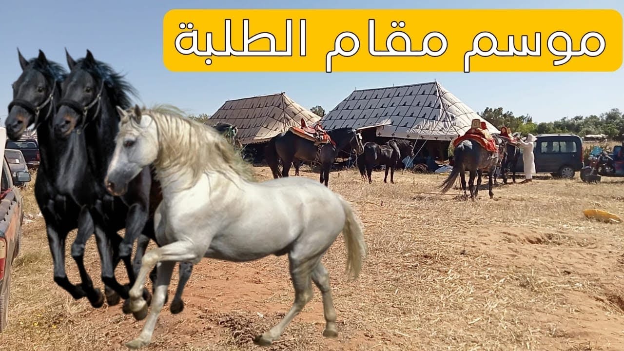 شاركو معانا اجواء موسم التبوردة والخير 🐴🐎🏇بجماعة سيدي عبد الرزاق