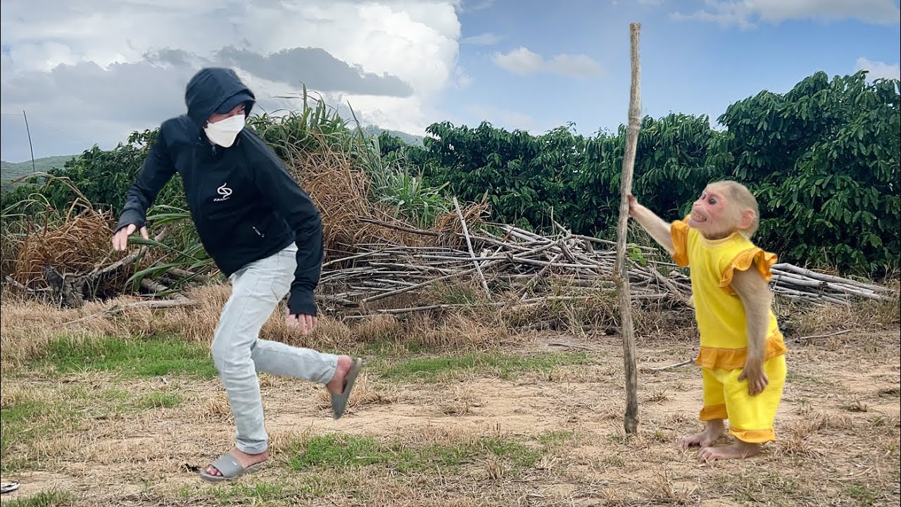 unbelievable! Monkey Luk escapes the temptation of the evil thief