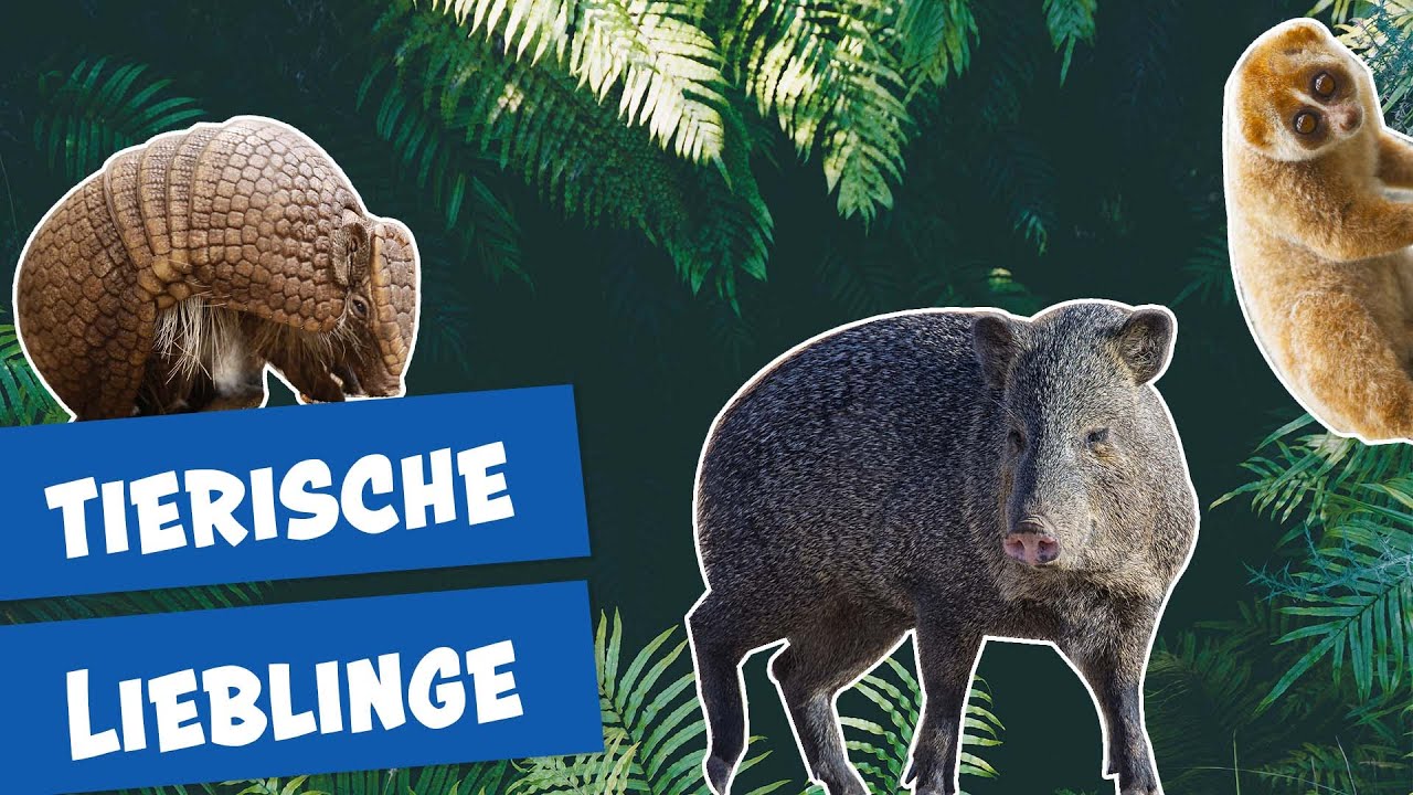 Die Favoriten der Pfleger im Zoo Berlin I Panda, Gorilla & Co.