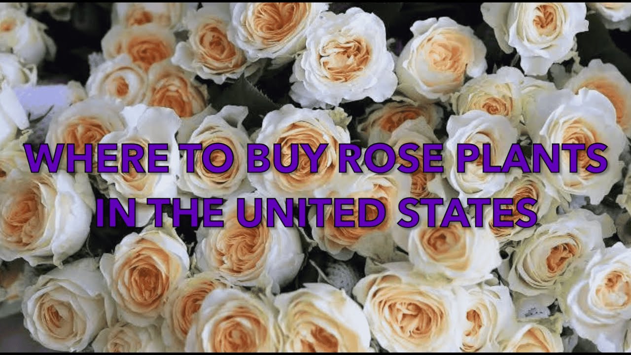 How to buy high-quality roses in the United States? Recommended best purchasing channels! ｜Rose｜Rosa